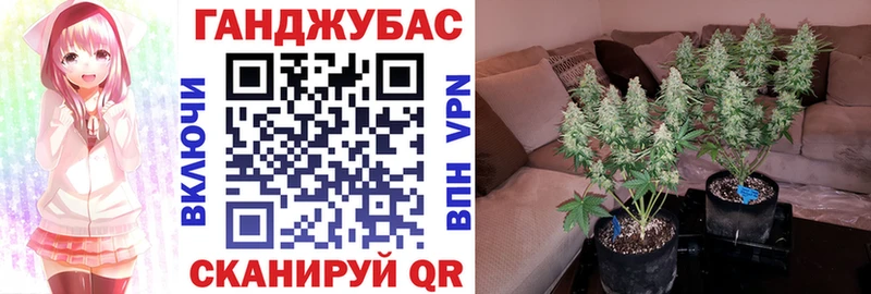 Шишки марихуана план Могоча